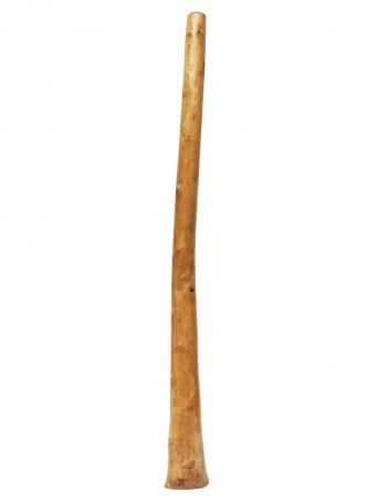 Didgeridoo Eucalyptus naturel